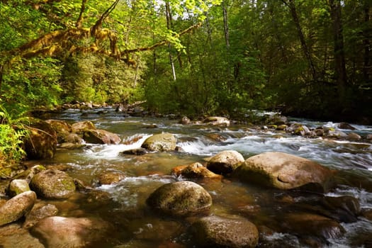 Forest Stream, Gold Bar, Washington, USA