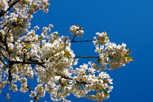 blossoms of cherry tree on blue sky background