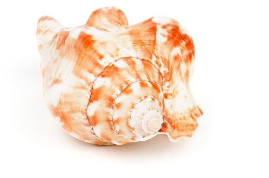 Old Conch Sea Shell isolated on white background