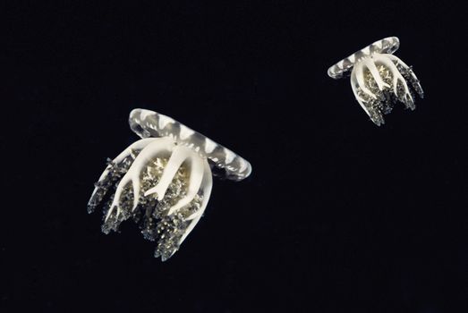 Compass jellyfishes