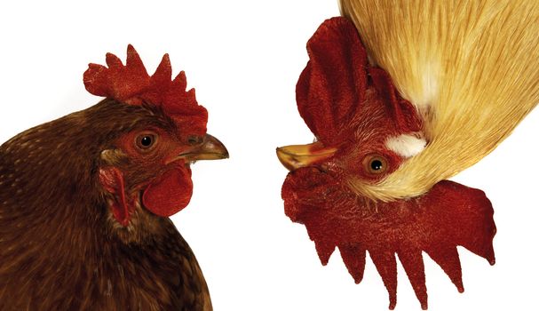 funny hen and rooster