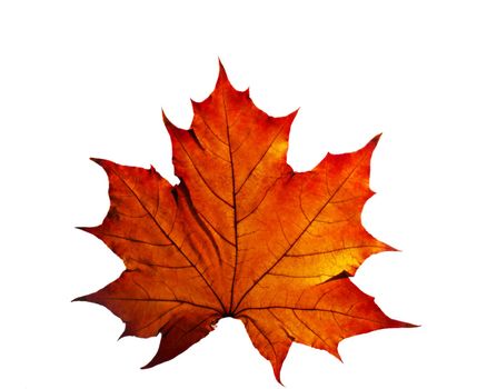 Autumn leaf isolated on white background