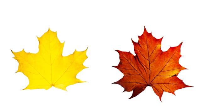 autumn yellow and red leaves maple isolated