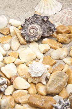 Sea shells and stones