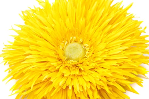 Yellow pion flower