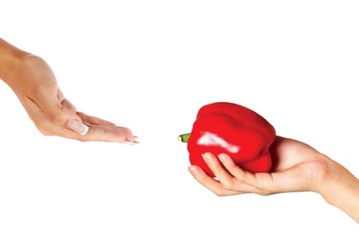 Large red bell pepper in a human hand