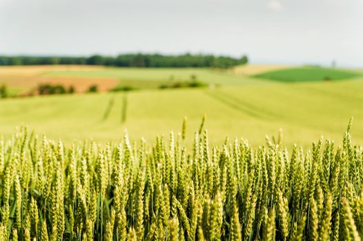 Cornfield in springtime, taken in upper austria