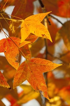 Red leaves in autumn forest