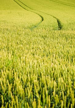 Tire track in a cornfield, taken in upper austria