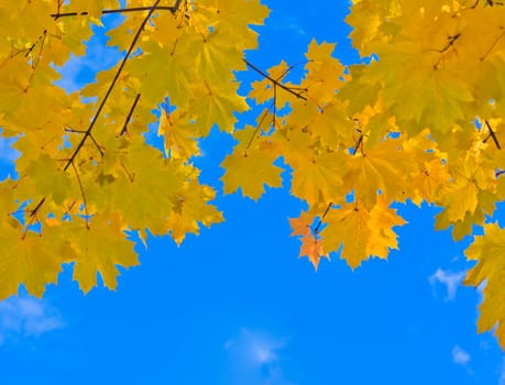 Beautiful autumn leaves on a sunny day