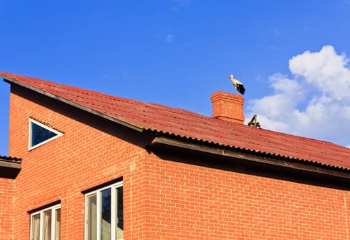 Stork sitting on the top of a roof
