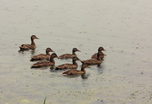 Group of mallard ducks on the lake