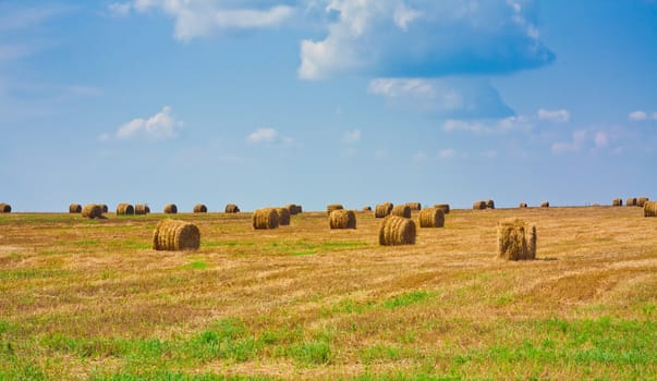 Perfect harvest landscape with straw bales
