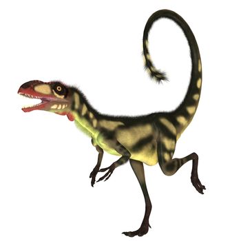 This dinosaur is a small size version of Tyrannosaurus Rex and is of the same genus. The fossil remains have been found in China. He could run 45 miles per hour and had colorful feathers.