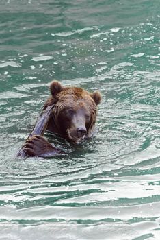 The brown bear (Ursus arctos), large bear distributed in northern Eurasia and North America