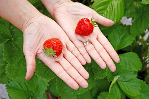 Two ripe strawberries on hands in front of green leaves