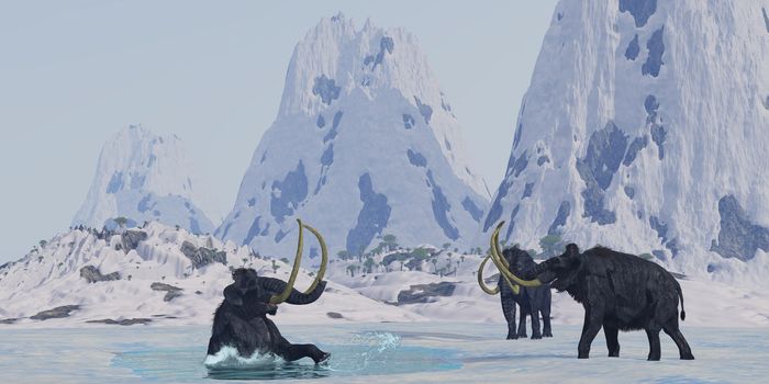 A bull from a Woolly Mammoth herd struggles for survival after he falls through the ice on a frozen lake.