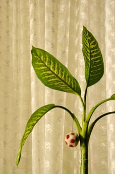 Home plant growing and concept fruit ball hanging on leaves.