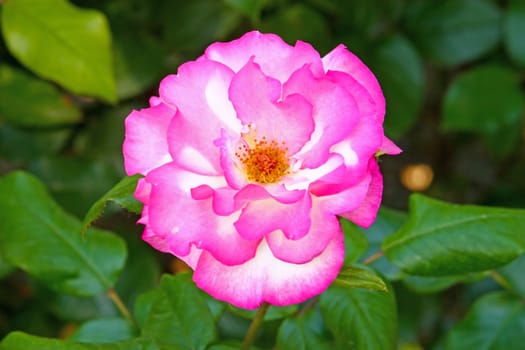 Flower of pink rose in front of leaves