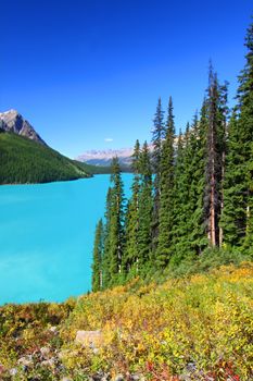 Turquoise waters of Peyto Lake in Banff National Park - Canada.