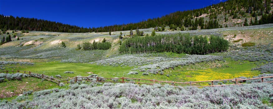 Wildflowers along a rustic fenceline in the Bighorn National Forest of Wyoming.