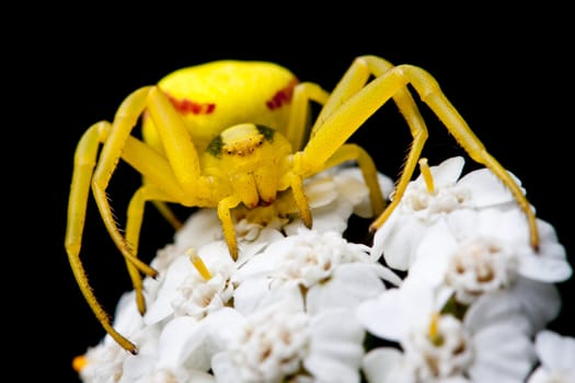 Macro of a yellow spider on a white flower