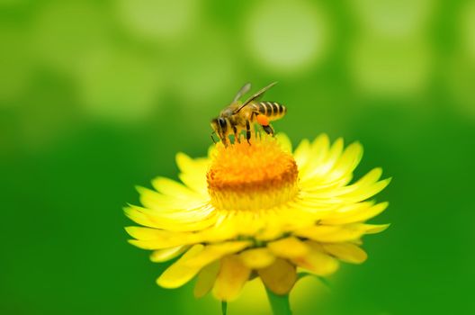Close up bee on a daisy flower