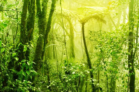 Tropical green mossy rainforest with mist and fog in early morning.