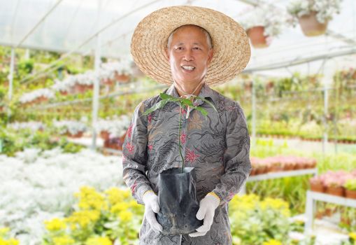 Asian Chinese farmer holding a young plant in green house