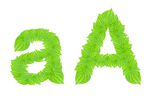 English alphabet made from green leafs with letter A in small capital and large capital letter