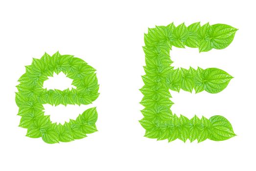 English alphabet made from green leafs with letter E in small capital and large capital letter