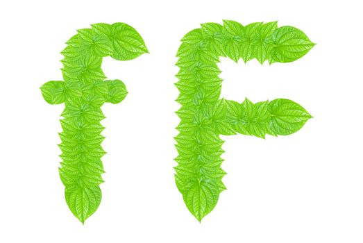 English alphabet made from green leafs with letter F in small capital and large capital letter