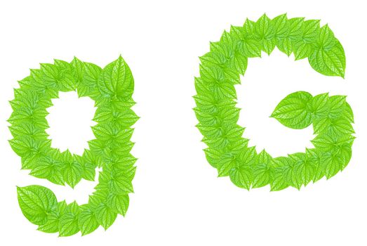 English alphabet made from green leafs with letter G in small capital and large capital letter