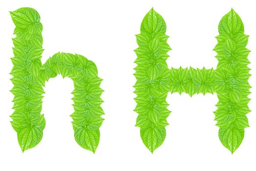 English alphabet made from green leafs with letter H in small capital and large capital letter