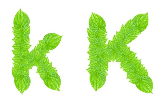 English alphabet made from green leafs with letter K in small capital and large capital letter