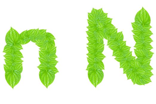 English alphabet made from green leafs with letter N in small capital and large capital letter
