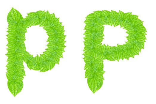 English alphabet made from green leafs with letter P in small capital and large capital letter