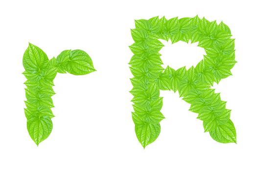 English alphabet made from green leafs with letter R in small capital and large capital letter