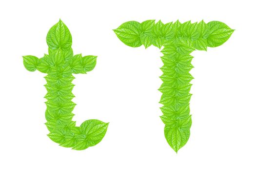 English alphabet made from green leafs with letter T in small capital and large capital letter