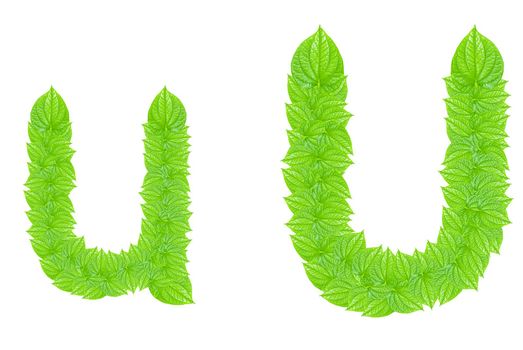 English alphabet made from green leafs with letter U in small capital and large capital letter