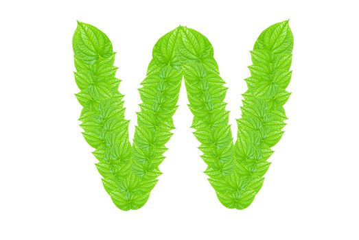 English alphabet made from green leafs with letter W in small capital and large capital letter