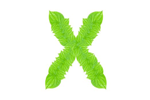 English alphabet made from green leafs with letter X in small capital and large capital letter