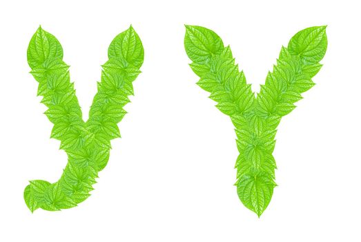 English alphabet made from green leafs with letter Y in small capital and large capital letter