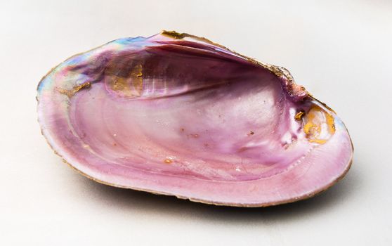 large mollusk of the genus Haliotis, having a bowllike shell bearing a row of respiratory holes, the flesh of which is used for food and the shell for ornament and as a source of mother-of-pearl.