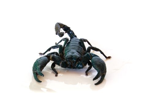 Black scorpion on white background.