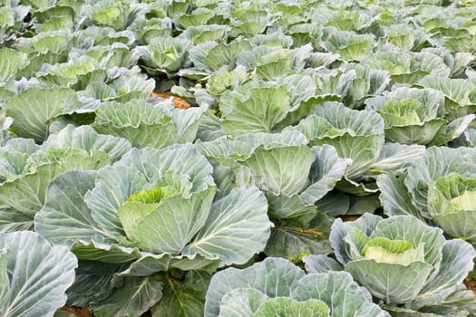 Cabbage fields in Thailand, rows of vegetable food