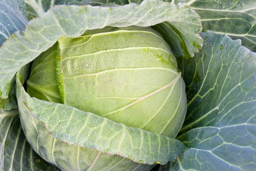 Fresh cabbage on the garden and water drop