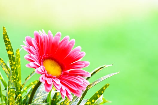 Pink gerbera on green background.