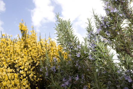 a common Irish yellow furze and rosemary plant on a cloudy spring day