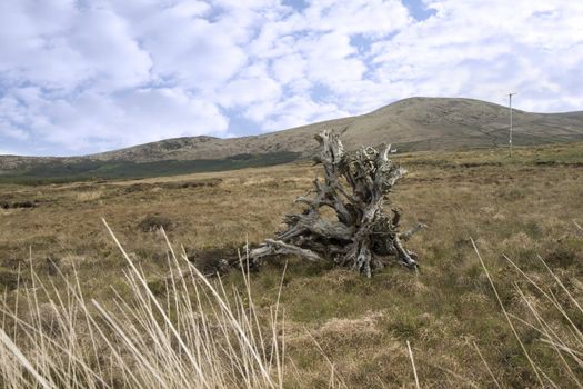 large clump of bogoak in a Irish county Kerry bog